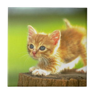 Carreau En Céramique Préparez pour sauter le chaton