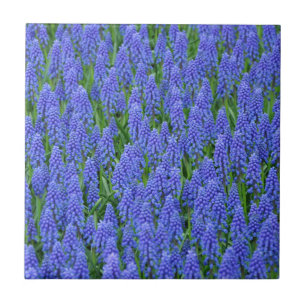 Carreau En Céramique Pretty blue muscari flowers