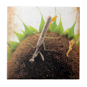 Carreau En Céramique Priez Pour Le Soleil