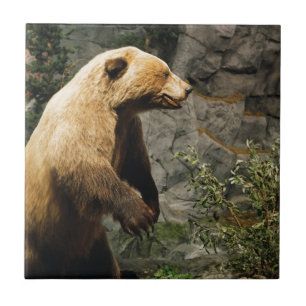 Carreau En Céramique Proud Bear