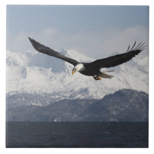 Carreau En Céramique Pygargue à tête blanche en vol, Haliaeetus leucoce