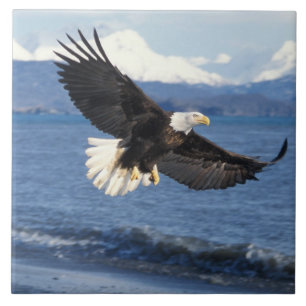 Carreau En Céramique pygargue à tête blanche, Haliaeetus leuccocephalus