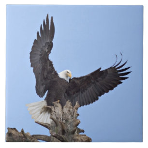 Carreau En Céramique Pygargue à tête blanche (Haliaeetus leucocephalus)