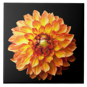 Carreau En Céramique Quatre fleurs Queens Dahlia