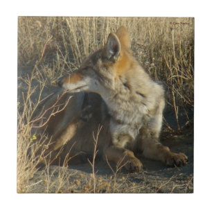 Carreau En Céramique R16 Coyote qui gratte