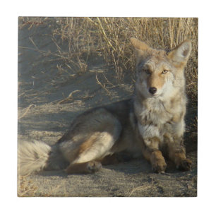 Carreau En Céramique R19 Coyote Laying