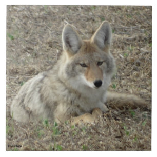 Carreau En Céramique R22 Coyote Laying