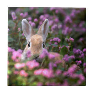 Carreau En Céramique Rabbit farm
