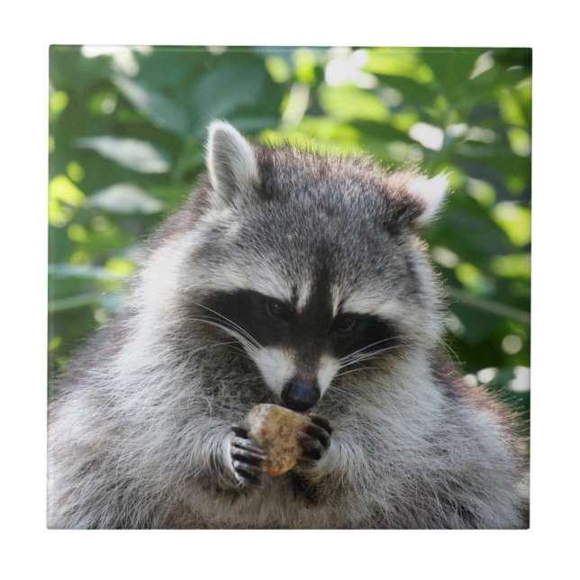 Carreau En Céramique Raccoon 004 (Devant)