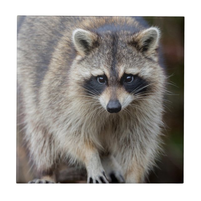 Carreau En Céramique Raccoon, Procyon lotor, Floride, USA 2 (Devant)