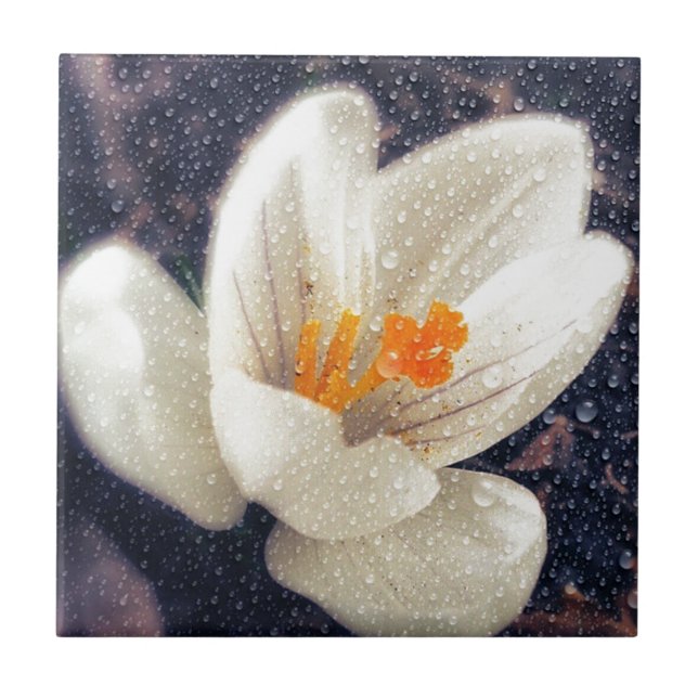 Carreau En Céramique Rainy Day Crocus (Devant)