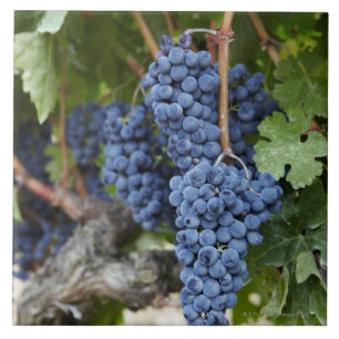 Carreau En Céramique Raisins de vin rouge sur la vigne