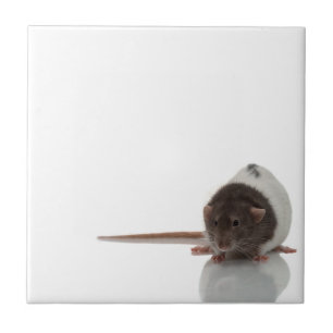 Carreau En Céramique Rat