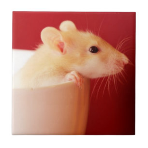 Carreau En Céramique Rat de bébé