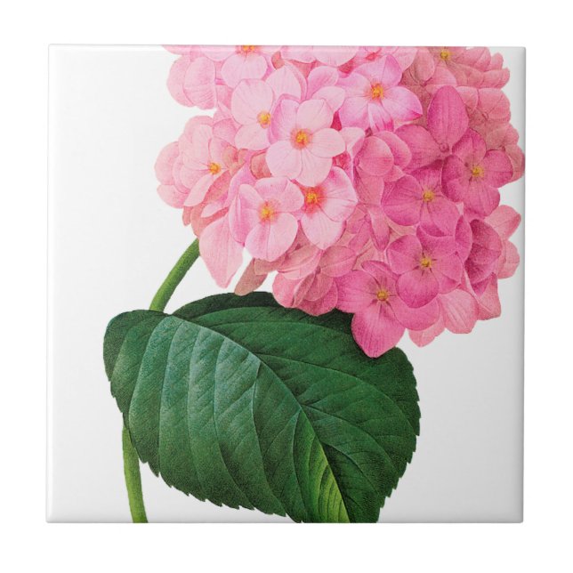 Carreau En Céramique Redoute Pink Hydrangea (Devant)