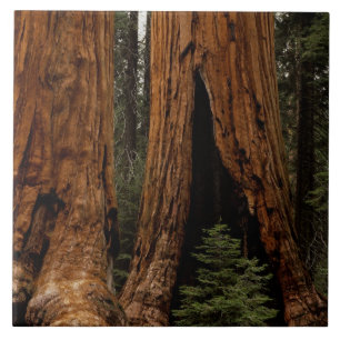 Carreau En Céramique Redwood Trees, Sequoia National Park.