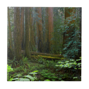 Carreau En Céramique Redwoods Dans Le Parc National De Muir Woods