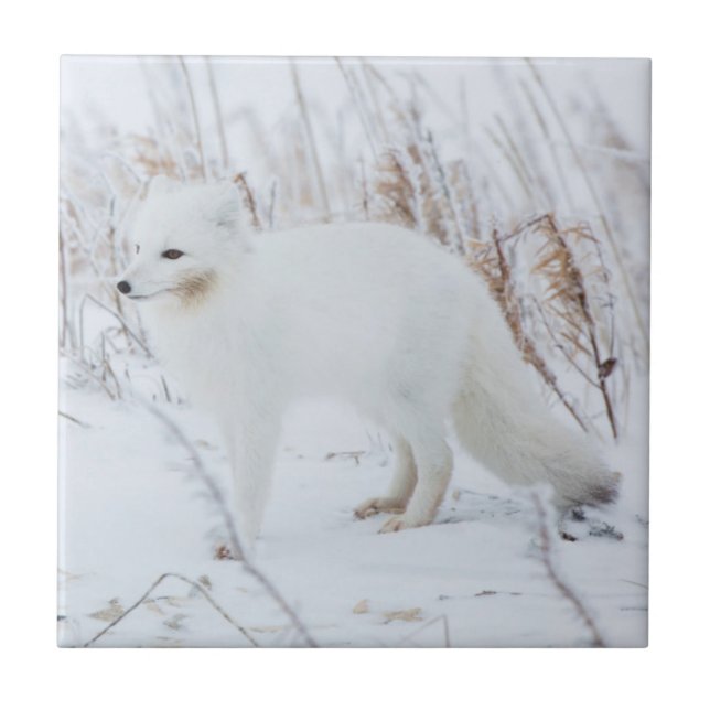 Carreau En Céramique Renard arctique (Devant)