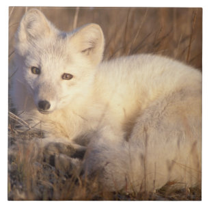 Carreau En Céramique renard arctique, Alopex lagopus