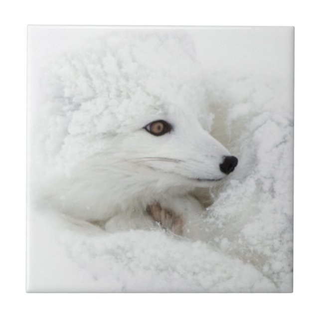 Carreau En Céramique Renard arctique recroquevillé en hiver (Devant)