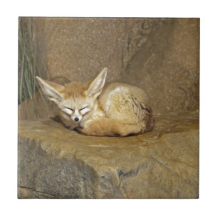 Carreau En Céramique renard de fennec