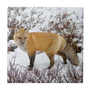 Carreau En Céramique Renard rouge dans la neige en hiver