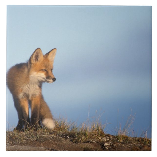 Carreau En Céramique renard rouge, Vulpes vulpes (Devant)