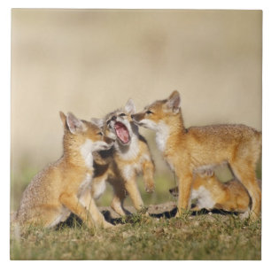Carreau En Céramique Renard roux (Vulpes macrotis) jeune au terrier,