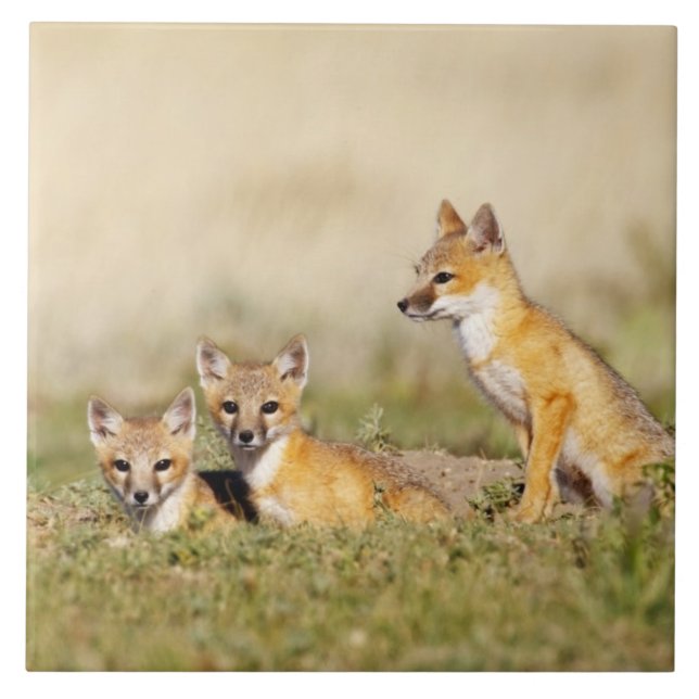 Carreau En Céramique Renard roux (Vulpes macrotis) jeune au terrier, 5 (Devant)