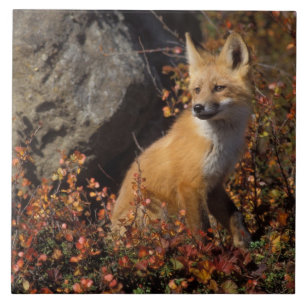 Carreau En Céramique renard roux, Vulpes vulpes