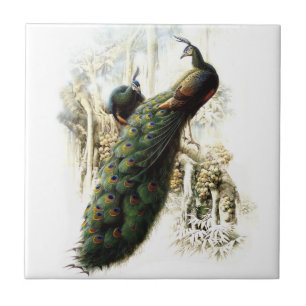 Carreau En Céramique Repose des Peacocks