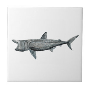 Carreau En Céramique Requin pèlerin