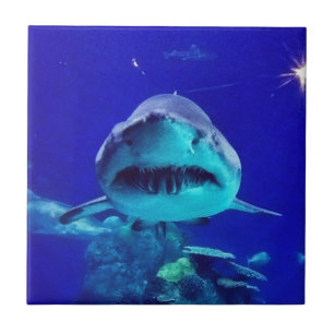 Carreau En Céramique Requin tigre