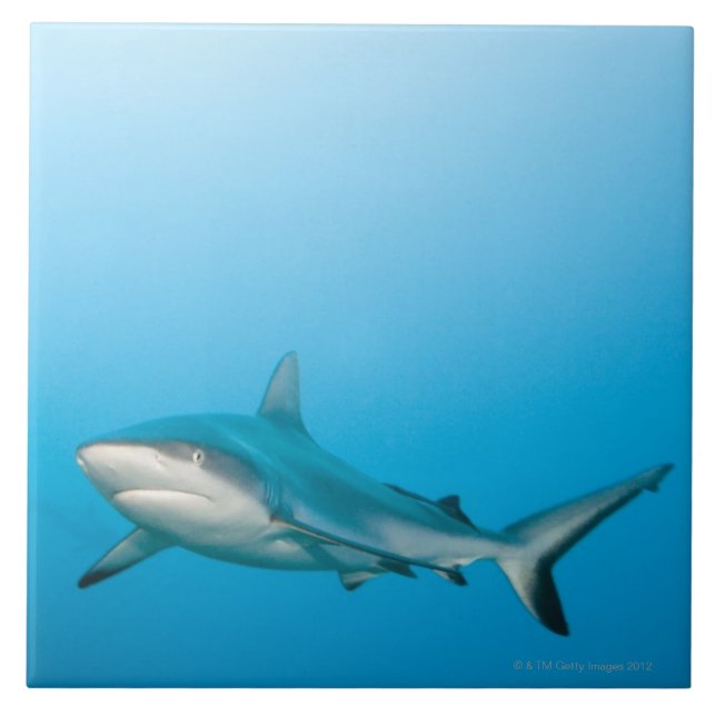 Carreau En Céramique Requins gris de récif (amblyrhnchos de (Devant)