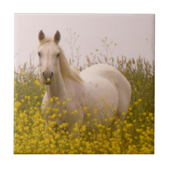 Carreau En Céramique Ressort (Devant)