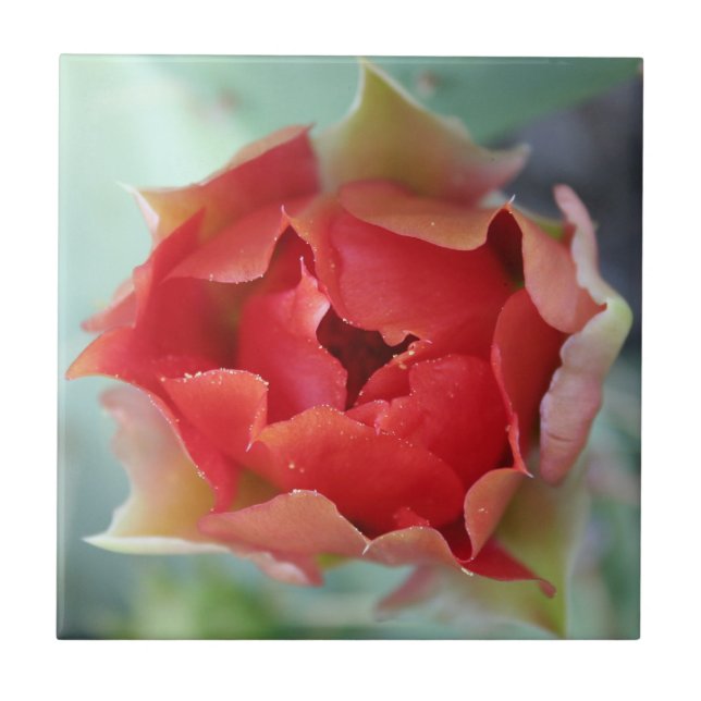 Carreau En Céramique Ressort (Devant)