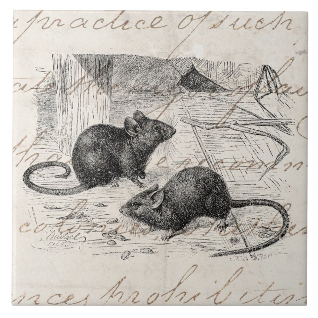 Carreau En Céramique Rétro parchemin de souris de 1800s de souris (Devant)