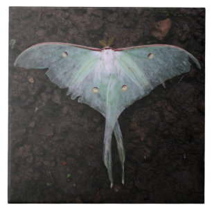Carreau En Céramique rêve féerique d'imaginaire de papillon de nature