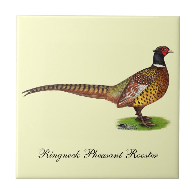 Carreau En Céramique Ringneck Pheasant Rooster (Devant)