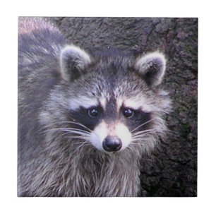 Carreau En Céramique Rocky le Raccoon