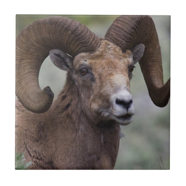 Carreau En Céramique Rocky Mountain Bighorn Sheep Ram (Devant)