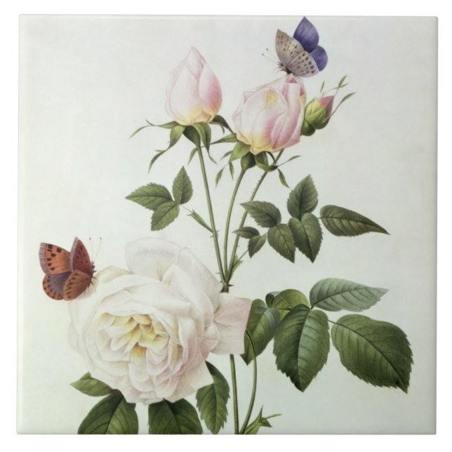 Carreau En Céramique Rosa : Bengale le Hymenes, des 'roses de Les (Devant)