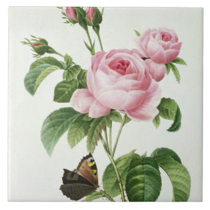 Carreau En Céramique Rosa Centifolia