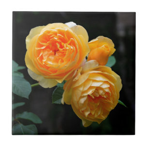 Carreau En Céramique Rose anglais jaune