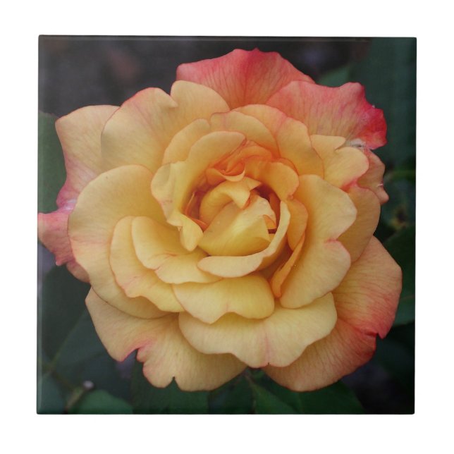 Carreau En Céramique Rose Beautiful Pink and Yellow Floral (Devant)