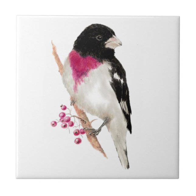 Carreau En Céramique Rose d'aquarelle Grosbeak Breased Bird Faune (Devant)