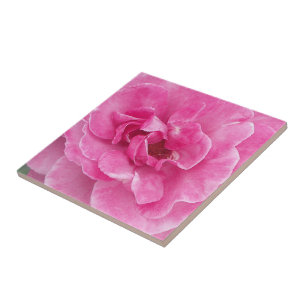 Carreau En Céramique Rose de jardin rose