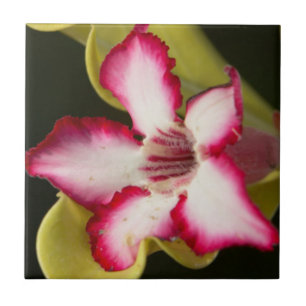 Carreau En Céramique Rose du désert (Adenium Obesum), Afrique du Sud