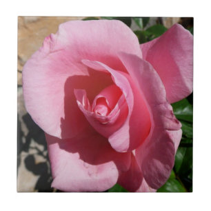 Carreau En Céramique Rose III Jardin Floral