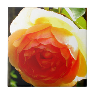 Carreau En Céramique Rose jaune